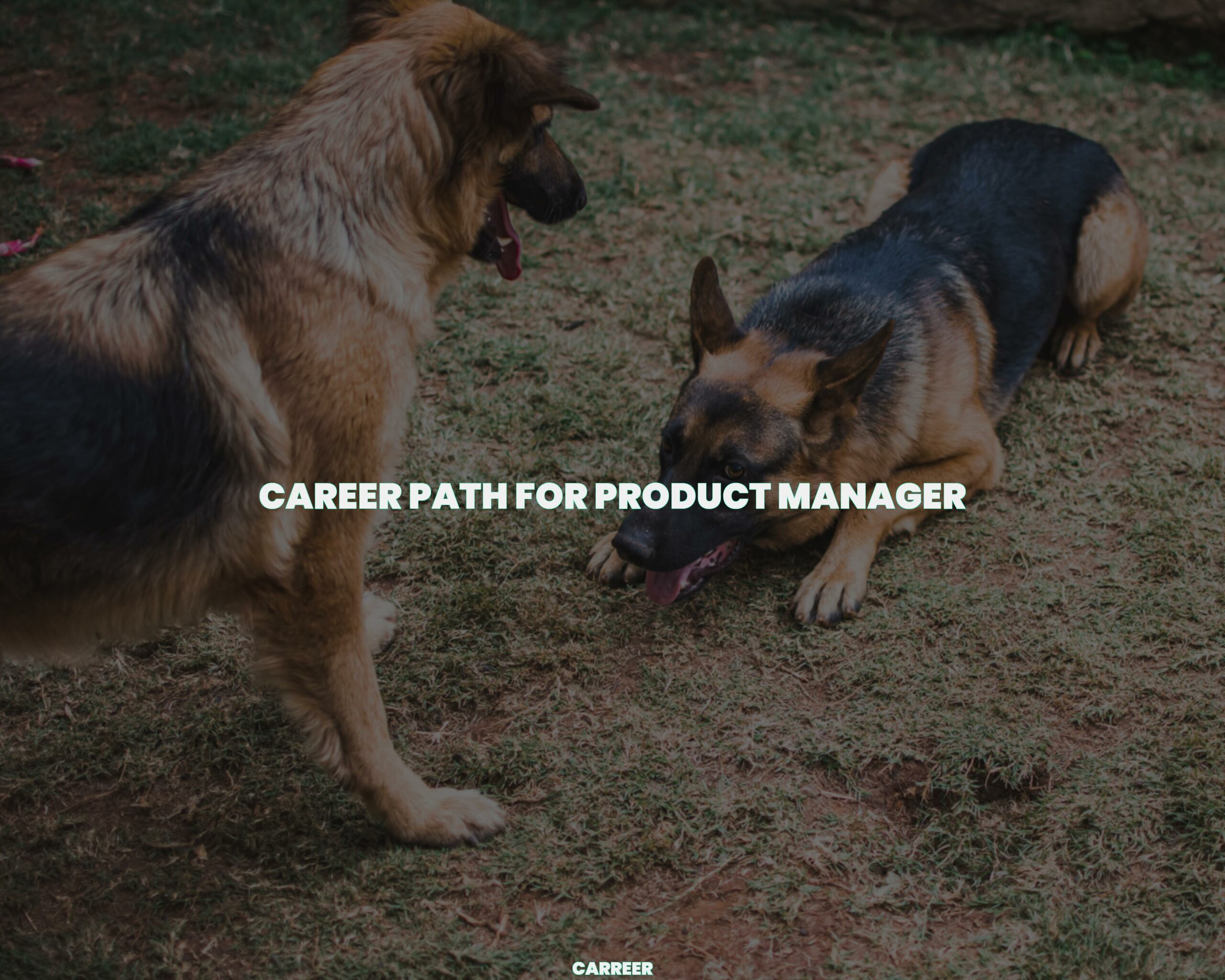 Career path for product manager
