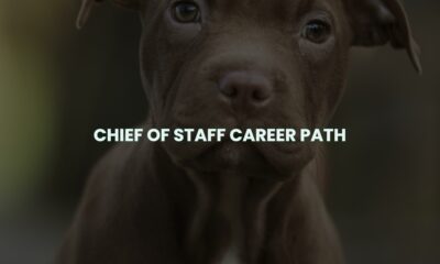 Chief of staff career path