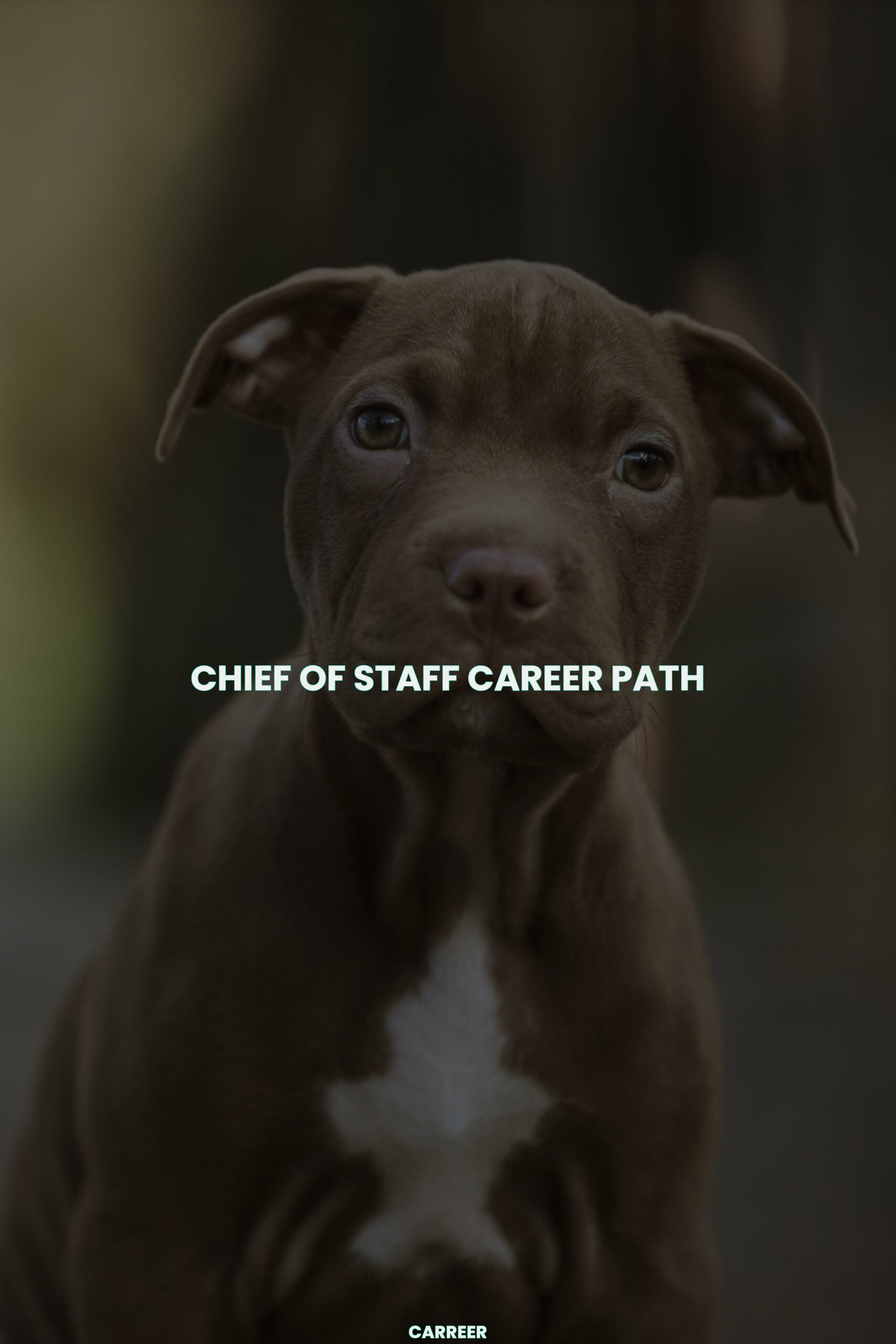 Chief of staff career path