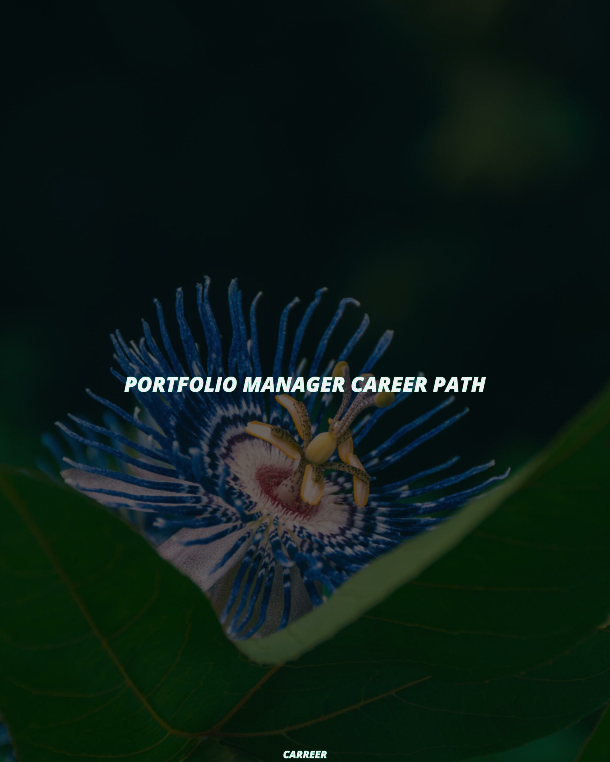 Portfolio manager career path
