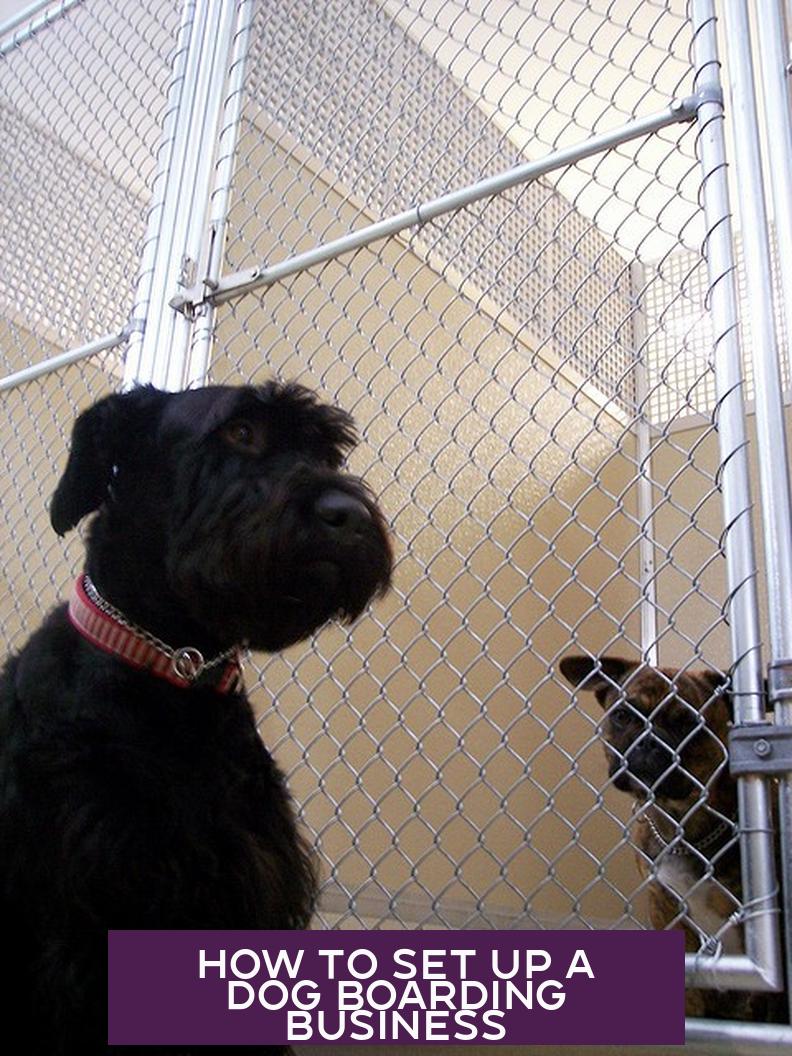 How to Set Up a Dog Boarding Business