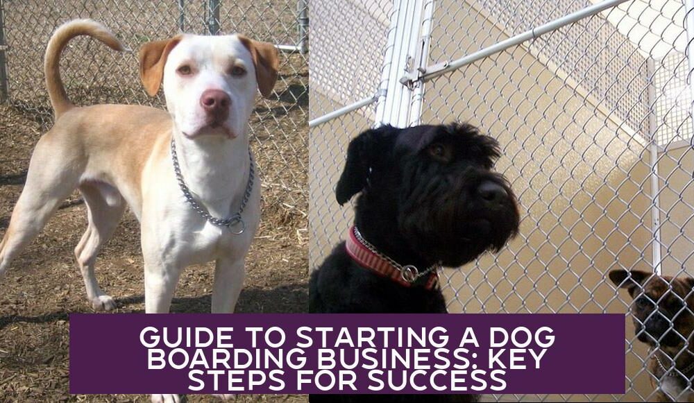 Guide to Starting a Dog Boarding Business: Key Steps for Success