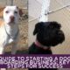 Guide to Starting a Dog Boarding Business: Key Steps for Success