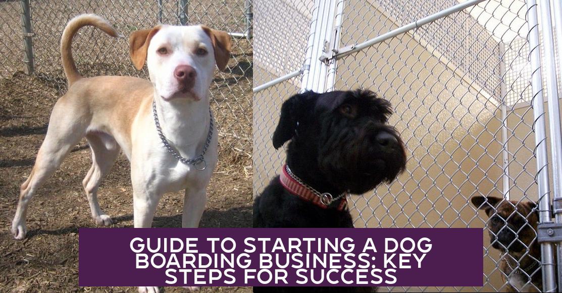 Guide to Starting a Dog Boarding Business: Key Steps for Success
